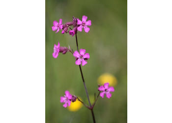 Gewöhnliche Pechnelke (Viscaria vulgaris) - © Emanuel Trummer